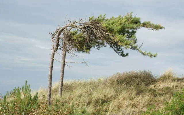 Doi arbori înclinați pe o dună acoperită de vegetație, sub un cer noros