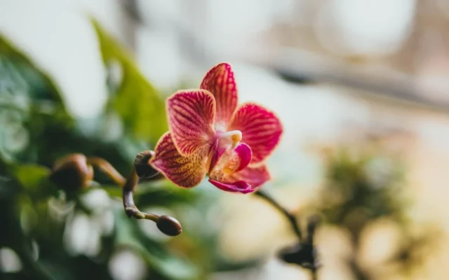 Floare roz de orhidee Phalaenopsis lângă o fereastră.
